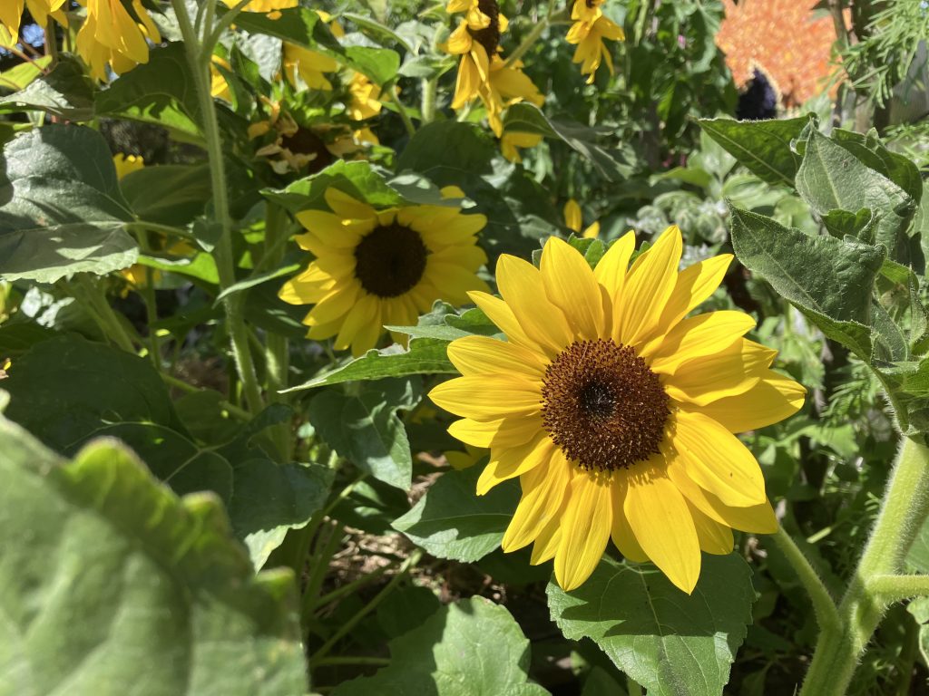 Sun flowers follow the suns tragectory