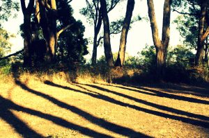 Long shadows of the evening trees