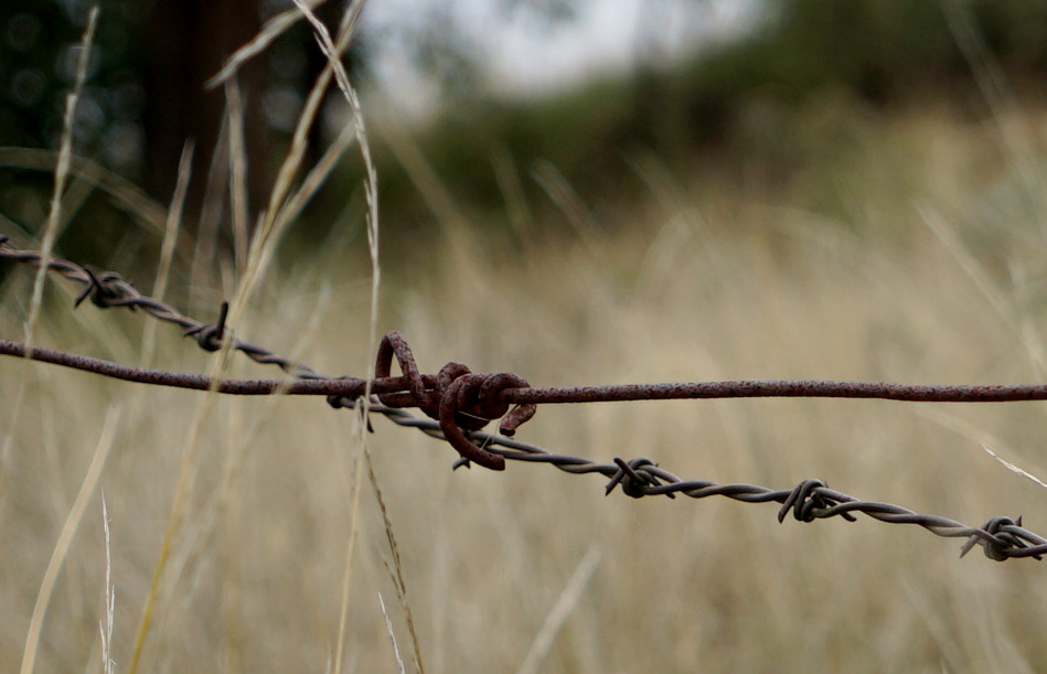 Barbed wire